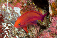 Pseudanthias randalli (Randall's Anthias)