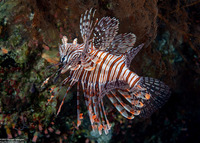 Pterois volitans (Red Lionfish)