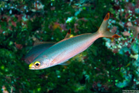 Pterocaesio pisang (Ruddy Fusilier)