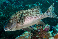 Plectorhinchus chaetodonoides (Many-Spotted Sweetlips)