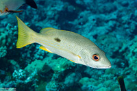 Lutjanus monostigma (Onespot Snapper)