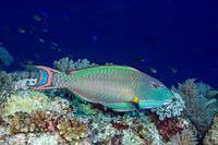 Cetoscarus ocellatus (Spotted Parrotfish)