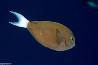 Acanthurus thompsoni (Whitetail Surgeonfish)