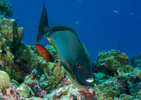 Naso hexacanthus (Sleek Unicornfish)