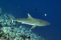 Carcharhinus amblyrhynchos (Gray Reef Shark)