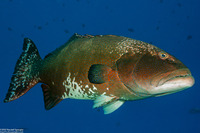 Plectropomus laevis (Blacksaddle Coral Grouper)