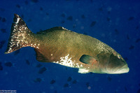 Plectropomus laevis (Blacksaddle Coral Grouper)