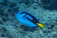 Paracanthurus hepatus (Palette Surgeonfish)