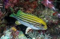 Plectorhinchus lessonii (Striped Sweetlips)