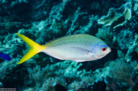 Caesio cuning (Yellowtail Fusilier)