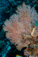 Melithaea sp.1 (Melithaea sp.1)