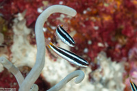 Thalassoma amblycephalum (Bluntheaded Wrasse)