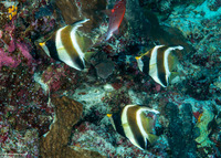 Heniochus chrysostomus (Pennant Bannerfish)