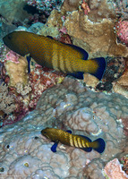 Cephalopholis argus (Peacock Grouper)