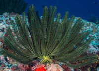 Anneissia bennetti (Bennett's Feather Star)