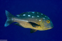 Macolor macularis (Midnight Snapper)