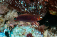 Cirrhilabrus exquisitus (Exquisite Fairy Wrasse)