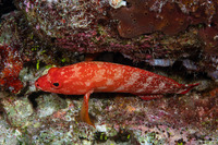 Cephalopholis urodeta (Flagtail Grouper)