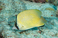Chaetodon citrinellus (Speckled Butterflyfish)