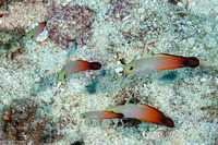 Nemateleotris magnifica (Fire Dartfish)