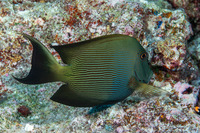 Ctenochaetus striatus (Lined Bristletooth)