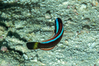 Pseudodax moluccanus (Chiseltooth Wrasse)