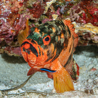 Cephalopholis urodeta (Flagtail Grouper)