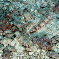 Synodus variegatus (Reef Lizardfish)