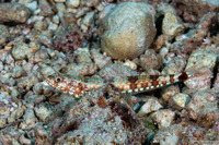 Synodus variegatus (Reef Lizardfish)