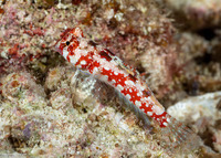 Synchiropus moyeri (Moyer's Dragonet)