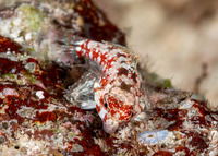 Synchiropus moyeri (Moyer's Dragonet)