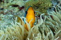 Amphiprion chrysopterus (Orangefin Anemonefish)