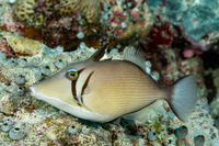 Sufflamen bursa (Scythe Triggerfish)