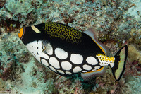 Balistoides conspicillum (Clown Triggerfish)