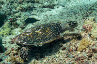Eretmochelys imbricata (Hawksbill Turtle)