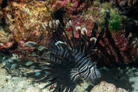 Pterois volitans (Red Lionfish)