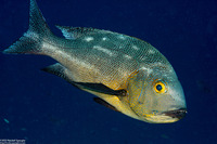 Macolor macularis (Midnight Snapper)