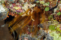 Phanogenia gracilis (Slender Feather Star)