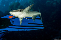 Echeneis naucrates (Sharksucker)