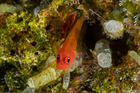 Trimma milta (Redearth Pygmygoby)