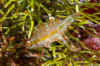 Oxycheilinus digramma (Cheek-Lined Wrasse)