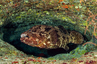 Epinephelus fuscoguttatus (Brown-Marbled Grouper)