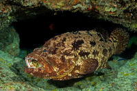 Epinephelus fuscoguttatus (Brown-Marbled Grouper)