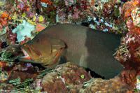 Aethaloperca rogaa (Redmouth Grouper)
