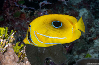 Chaetodon bennetti (Eclipse Butterflyfish)