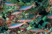 Pterocaesio pisang (Ruddy Fusilier)