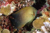 Centropyge vroliki (Pearl-Scaled Angelfish)