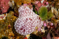 Dysidea sp.1 (Dysidea sp.1)