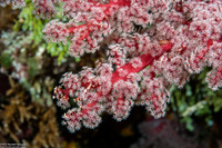 Siphonogorgia sp.2 (Siphonogorgia sp.2)