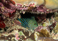 Acanthurus lineatus (Striped Surgeonfish)